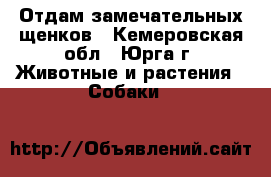 Отдам замечательных щенков - Кемеровская обл., Юрга г. Животные и растения » Собаки   